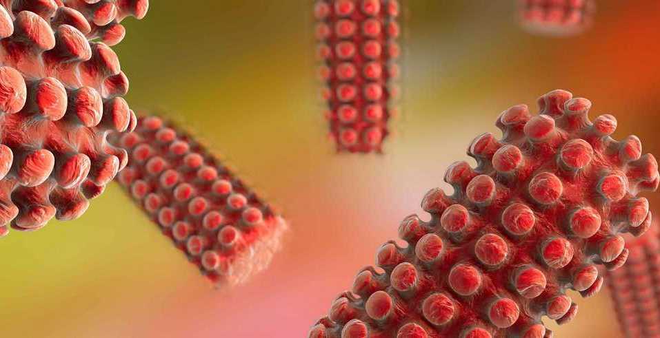 Как можно заразиться бешенством — Мифы о бешенстве | СпросиВрача