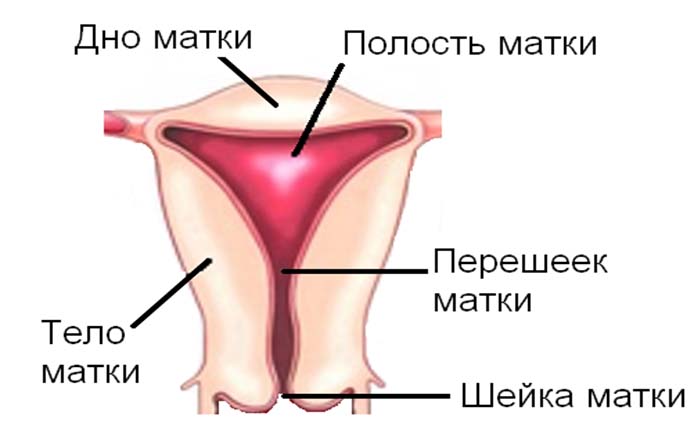 Строение органа