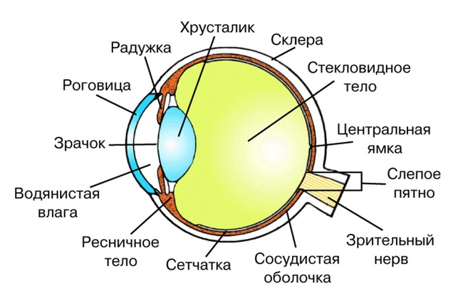 Как возникает глаукома?