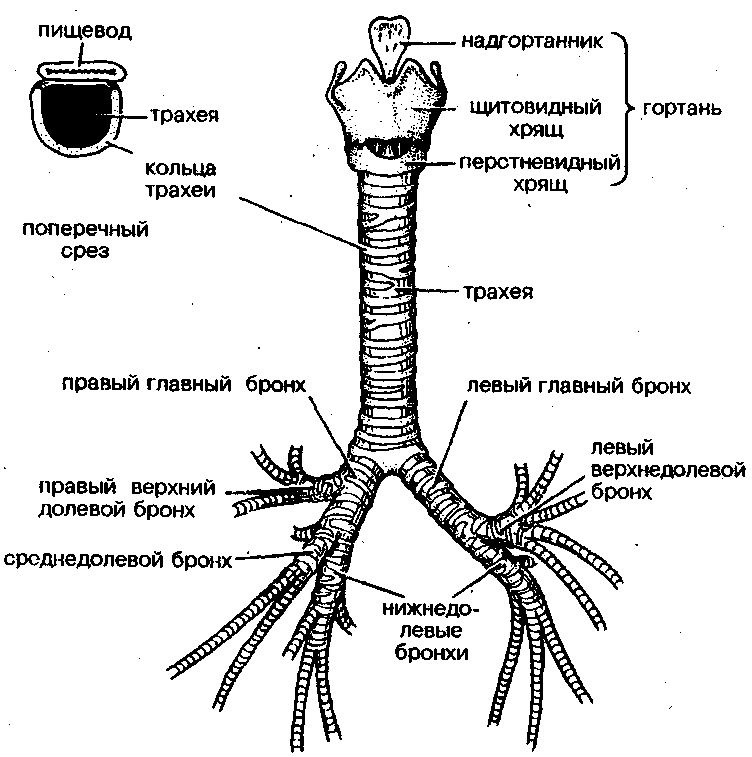 Лечение трахеита у детей — симптомы и признаки: как вылечить трахеит у ...